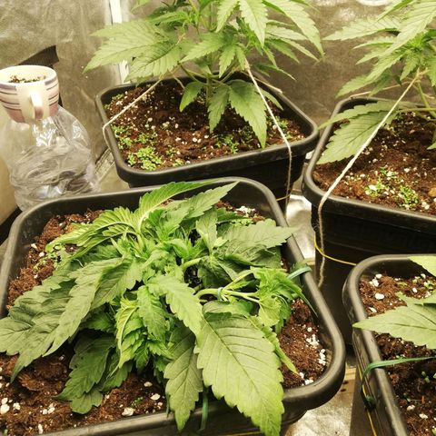 Gorilla cookies auto 420 FAST BUDS growlog timeline photo
