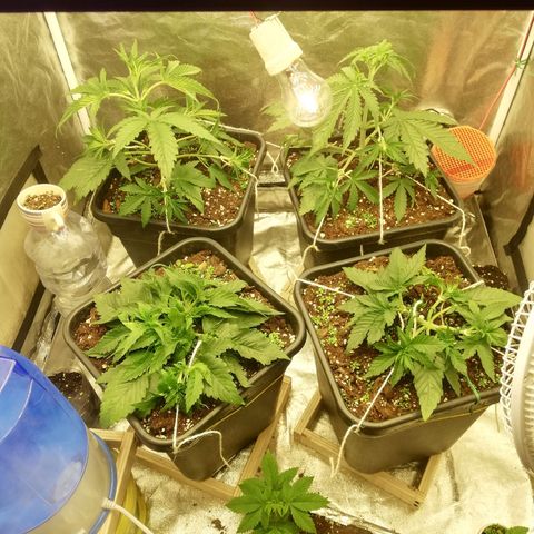 Gorilla cookies auto 420 FAST BUDS growlog timeline photo