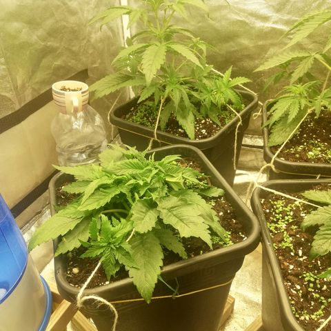Gorilla cookies auto 420 FAST BUDS growlog timeline photo