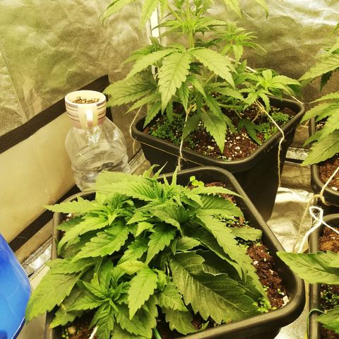 Gorilla cookies auto 420 FAST BUDS growlog timeline photo