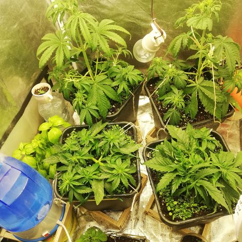Gorilla cookies auto 420 FAST BUDS growlog timeline photo