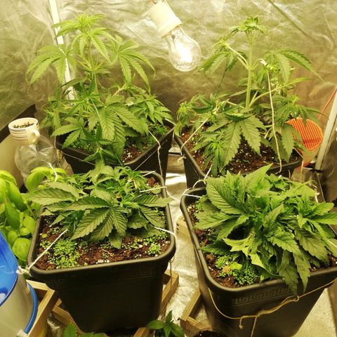 Gorilla cookies auto 420 FAST BUDS growlog timeline photo