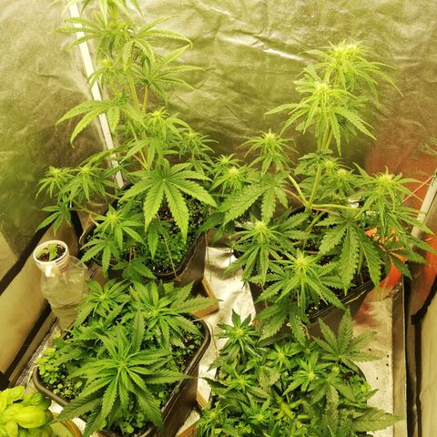 Gorilla cookies auto 420 FAST BUDS growlog timeline photo