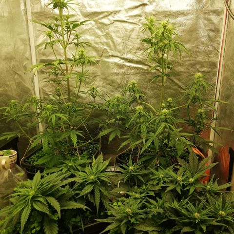 Gorilla cookies auto 420 FAST BUDS growlog timeline photo