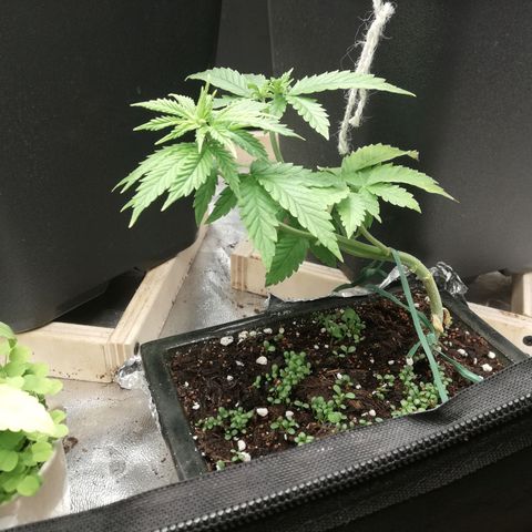 Gorilla cookies auto 420 FAST BUDS growlog timeline photo