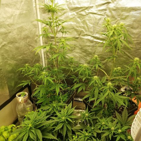 Gorilla cookies auto 420 FAST BUDS growlog timeline photo