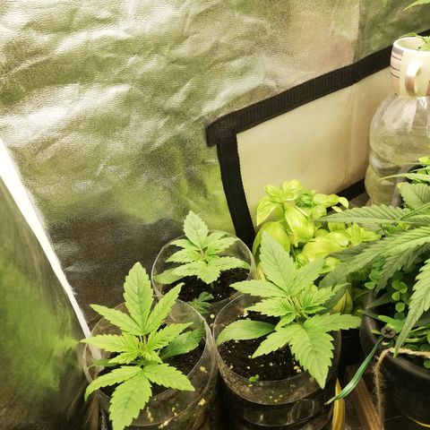 Gorilla cookies auto 420 FAST BUDS growlog timeline photo