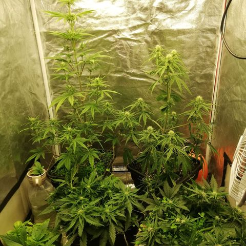 Gorilla cookies auto 420 FAST BUDS growlog timeline photo