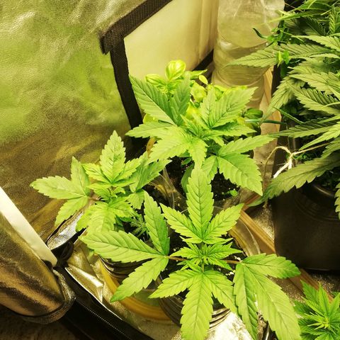 Gorilla cookies auto 420 FAST BUDS growlog timeline photo