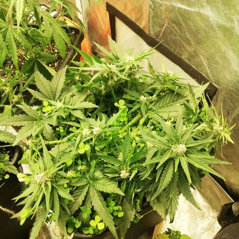 Gorilla cookies auto 420 FAST BUDS growlog timeline photo
