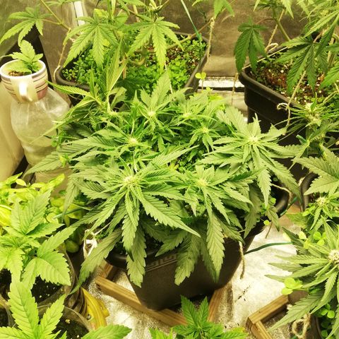 Gorilla cookies auto 420 FAST BUDS growlog timeline photo