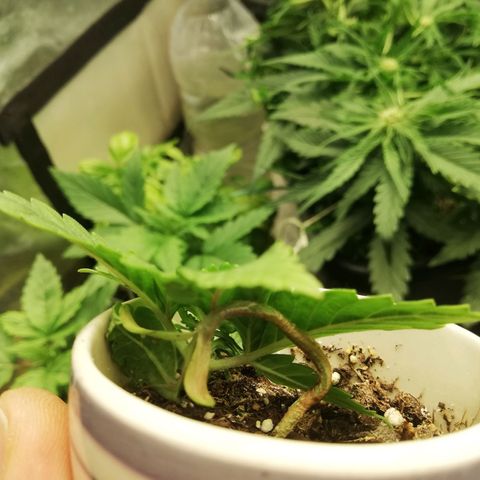 Gorilla cookies auto 420 FAST BUDS growlog timeline photo