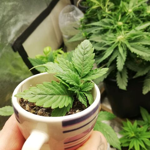 Gorilla cookies auto 420 FAST BUDS growlog timeline photo