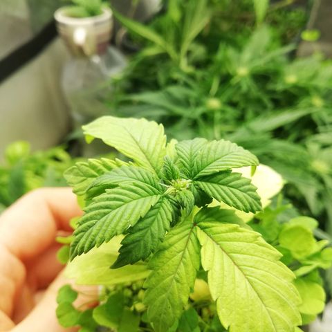 Gorilla cookies auto 420 FAST BUDS growlog timeline photo