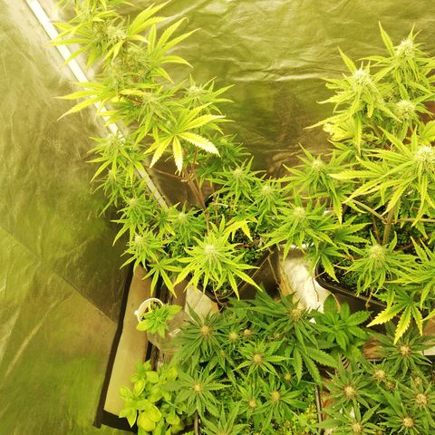 Gorilla cookies auto 420 FAST BUDS growlog timeline photo