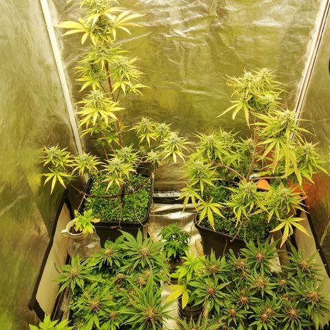 Gorilla cookies auto 420 FAST BUDS growlog timeline photo