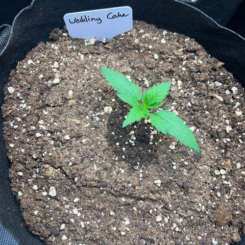 Wedding Cake Auto 10 Liter BioBizz  growlog timeline photo