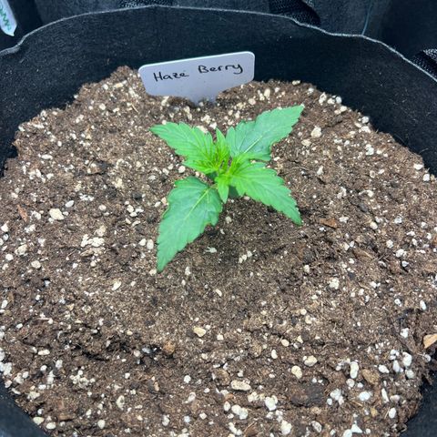 Haze Berry Automaic 10 Liter BioBizz growlog timeline photo