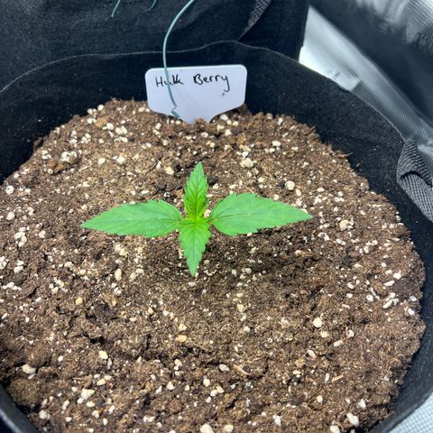 HulkBerry Auto 10 Liter BioBizz growlog timeline photo