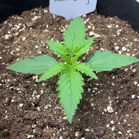 HulkBerry Auto 10 Liter BioBizz growlog timeline photo