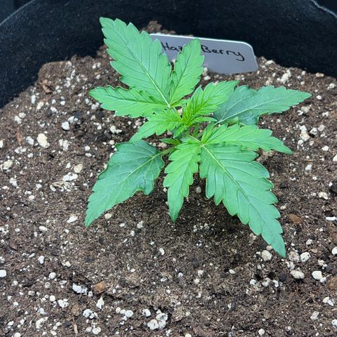 Haze Berry Automaic 10 Liter BioBizz growlog timeline photo