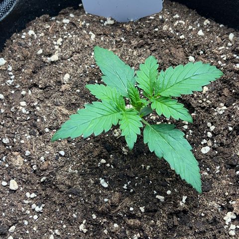 Wedding Cake Auto 10 Liter BioBizz  growlog timeline photo