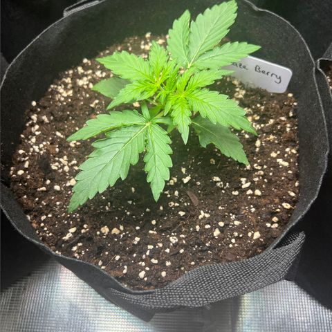 Haze Berry Automaic 10 Liter BioBizz growlog timeline photo