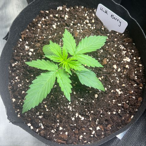 HulkBerry Auto 10 Liter BioBizz growlog timeline photo