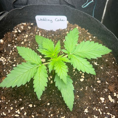 Wedding Cake Auto 10 Liter BioBizz  growlog timeline photo