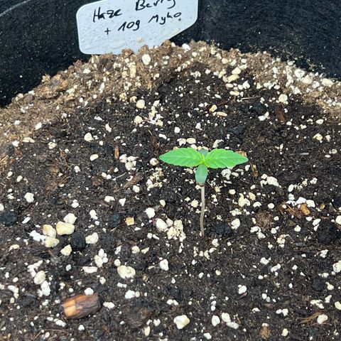 Haze Berry 2 & Myko - 10Liter BioBizz growlog timeline photo