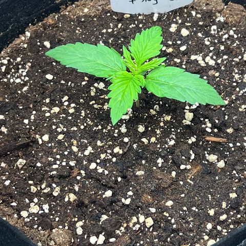 Hulk Berry 2 & Myko 10Liter BioBizz  growlog timeline photo