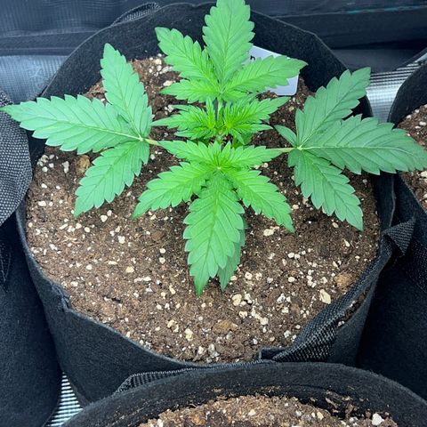 Wedding Cake Auto 10 Liter BioBizz  growlog timeline photo