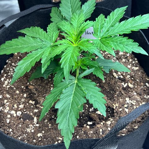 Haze Berry Automaic 10 Liter BioBizz growlog timeline photo