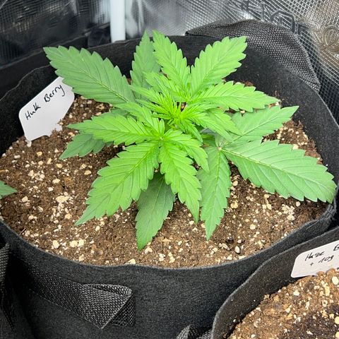 HulkBerry Auto 10 Liter BioBizz growlog timeline photo