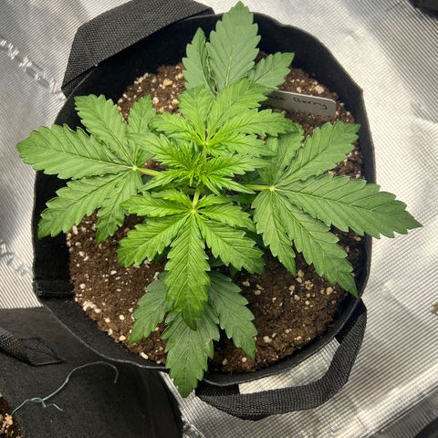 Haze Berry Automaic 10 Liter BioBizz growlog timeline photo
