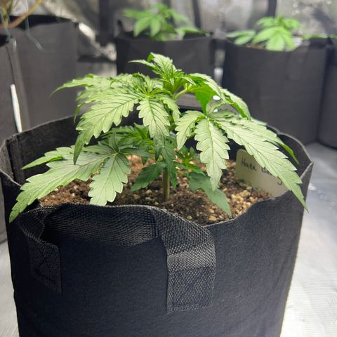 Haze Berry Automaic 10 Liter BioBizz growlog timeline photo
