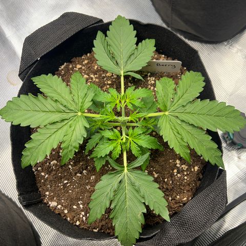 Haze Berry Automaic 10 Liter BioBizz growlog timeline photo