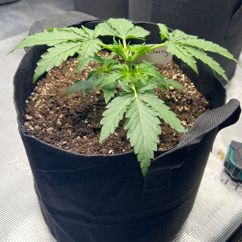 Haze Berry Automaic 10 Liter BioBizz growlog timeline photo