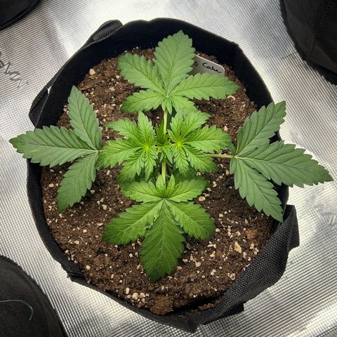 Wedding Cake Auto 10 Liter BioBizz  growlog timeline photo