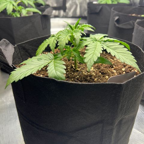 Wedding Cake Auto 10 Liter BioBizz  growlog timeline photo