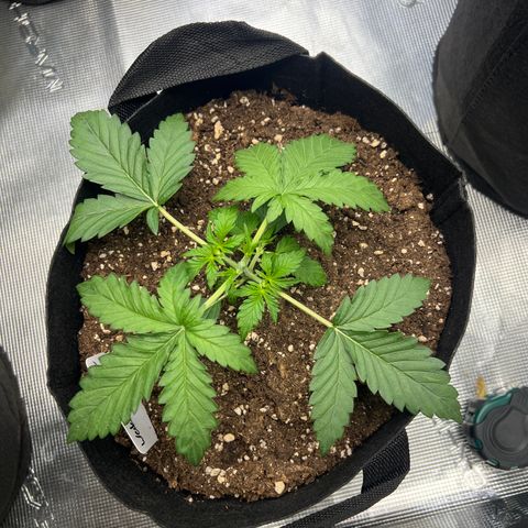 Wedding Cake Auto 10 Liter BioBizz  growlog timeline photo