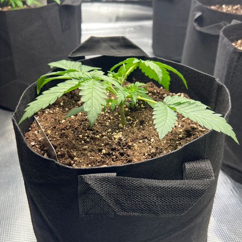 Wedding Cake Auto 10 Liter BioBizz  growlog timeline photo