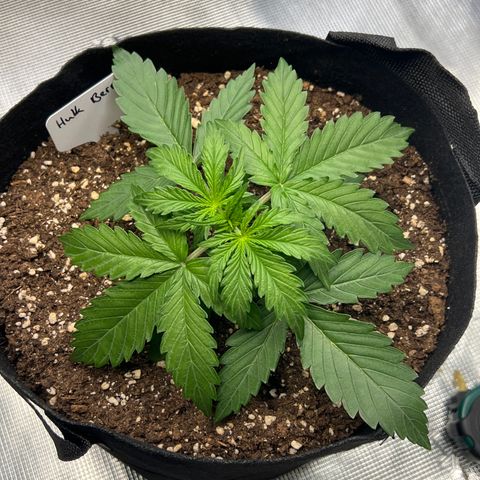 HulkBerry Auto 10 Liter BioBizz growlog timeline photo
