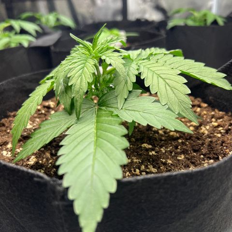 HulkBerry Auto 10 Liter BioBizz growlog timeline photo