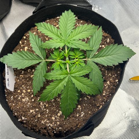 HulkBerry Auto 10 Liter BioBizz growlog timeline photo