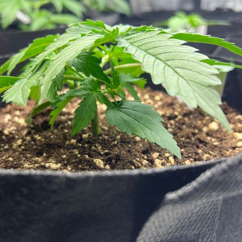 HulkBerry Auto 10 Liter BioBizz growlog timeline photo