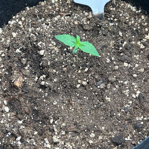 Haze Berry 2 & Myko - 10Liter BioBizz growlog timeline photo