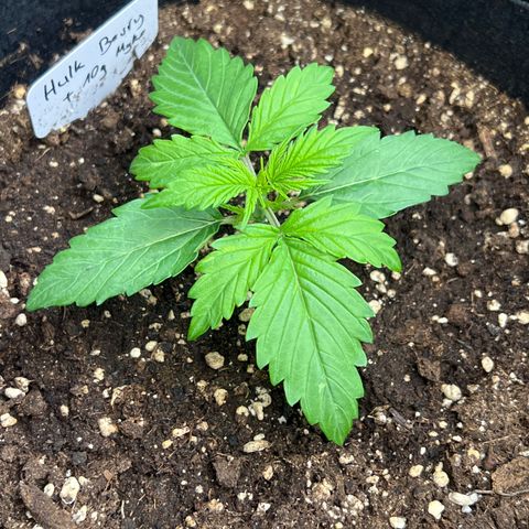 Hulk Berry 2 & Myko 10Liter BioBizz  growlog timeline photo