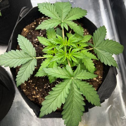 Wedding Cake Auto 10 Liter BioBizz  growlog timeline photo