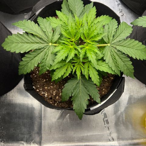 Haze Berry Automaic 10 Liter BioBizz growlog timeline photo